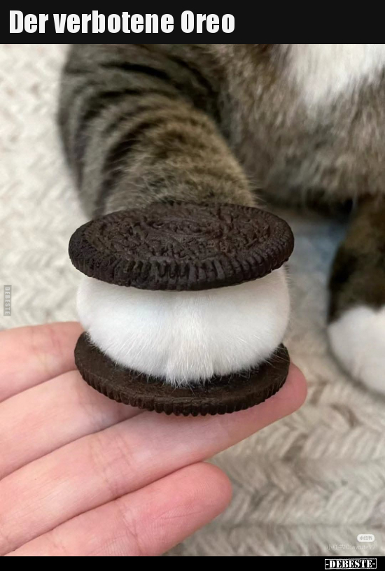 Der verbotene Oreo.. - Lustige Bilder | DEBESTE.de