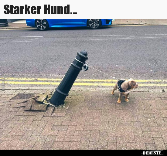 Starker Hund... - Lustige Bilder | DEBESTE.de