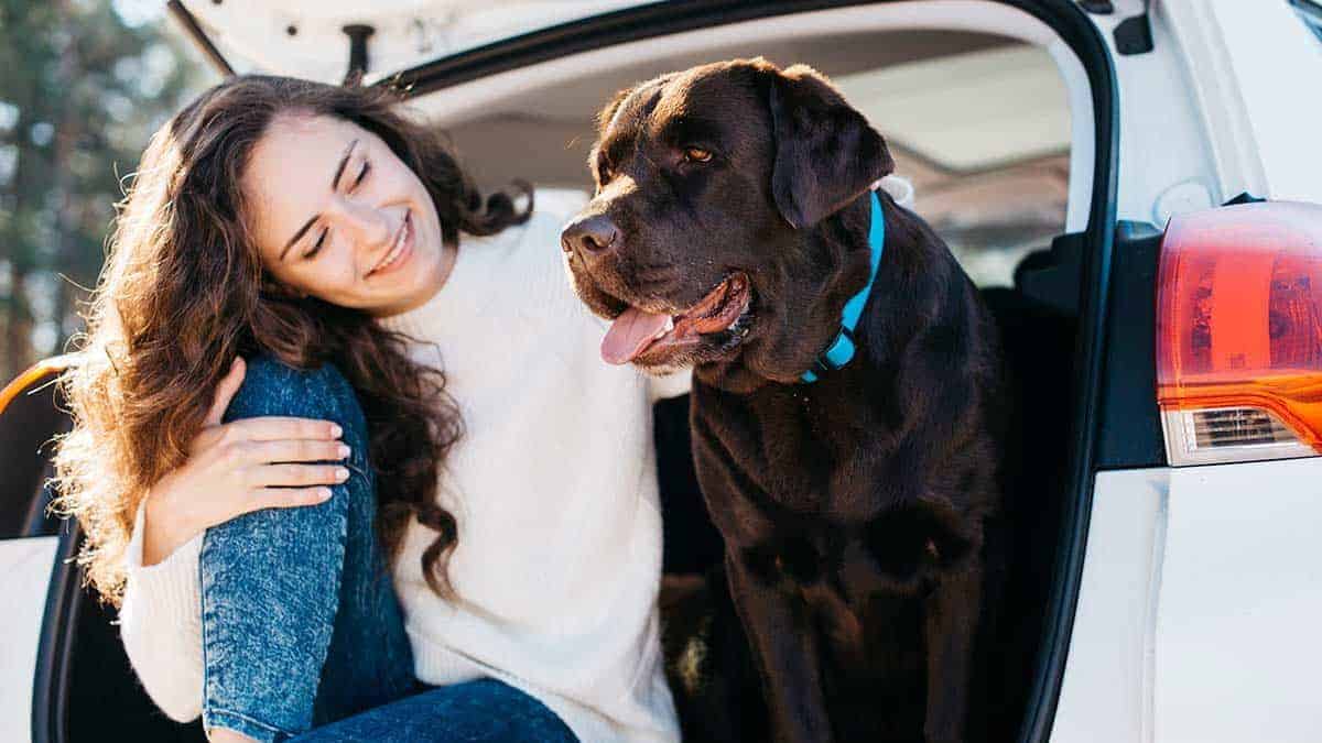 Hundebox XXL für große Hunde