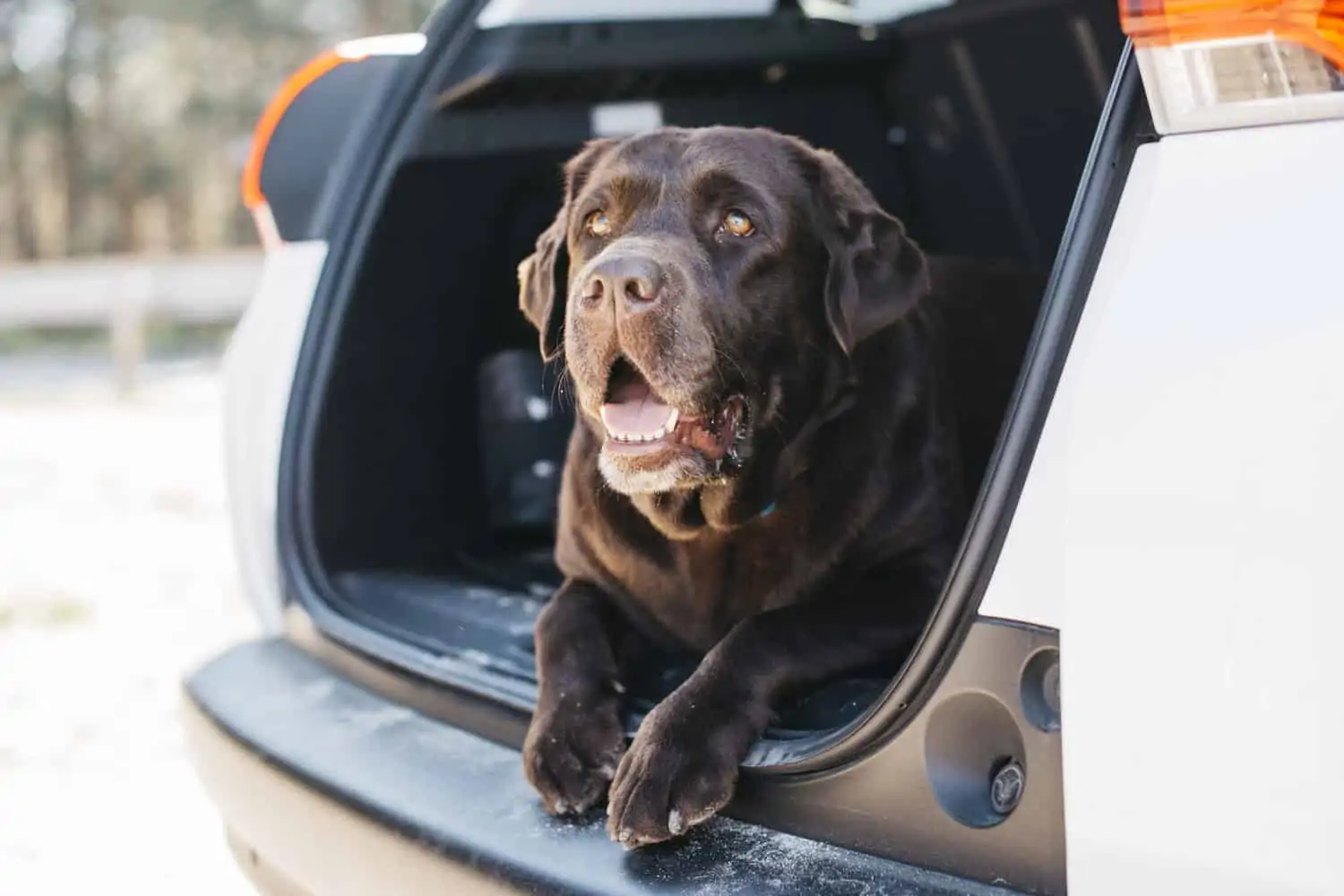 Hundetransportbox