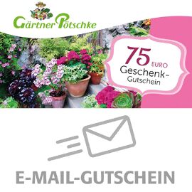 75,- Euro Online-Geschenkgutschein 