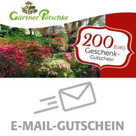 200,- Euro Online-Geschenkgutschein 