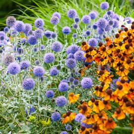 Kugeldistel, blau 