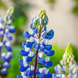 Lupine, blau 