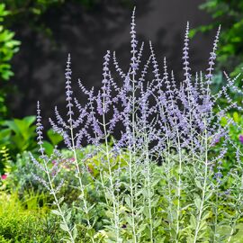 Blauraute Silvery Blue 