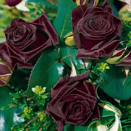 Edelrose Black Baccara®, wurzelverpackt 