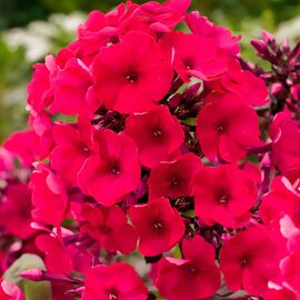 Phlox, rot 