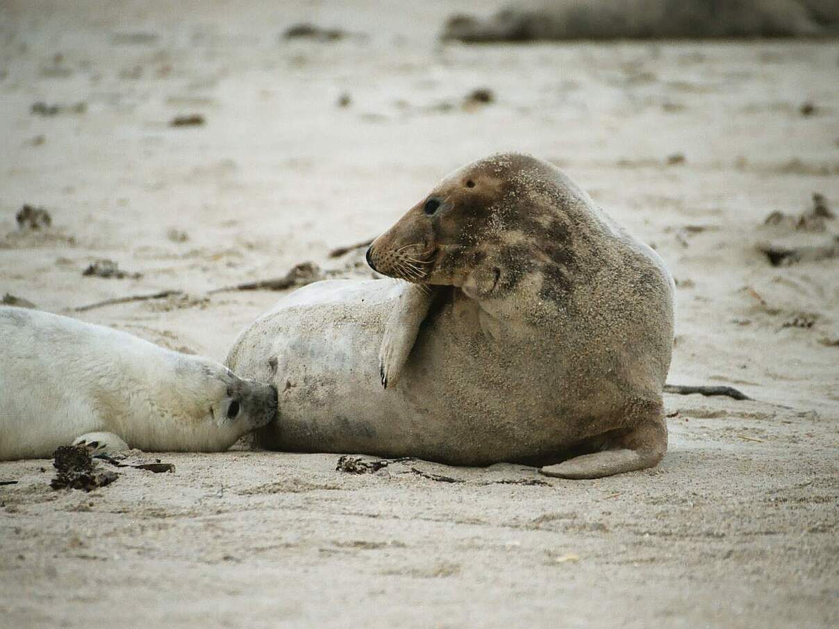 Mutter mit säugendem Jungtier auf Helgoland © Katrin Wollny-Goerke