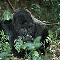 Östlicher Flachlandgorilla © Martin Harvey / WWF