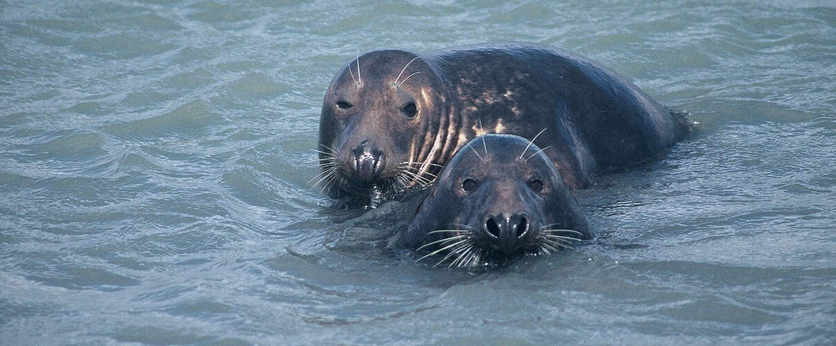 Kegelrobben [Halichoerus grypus] im Wasser