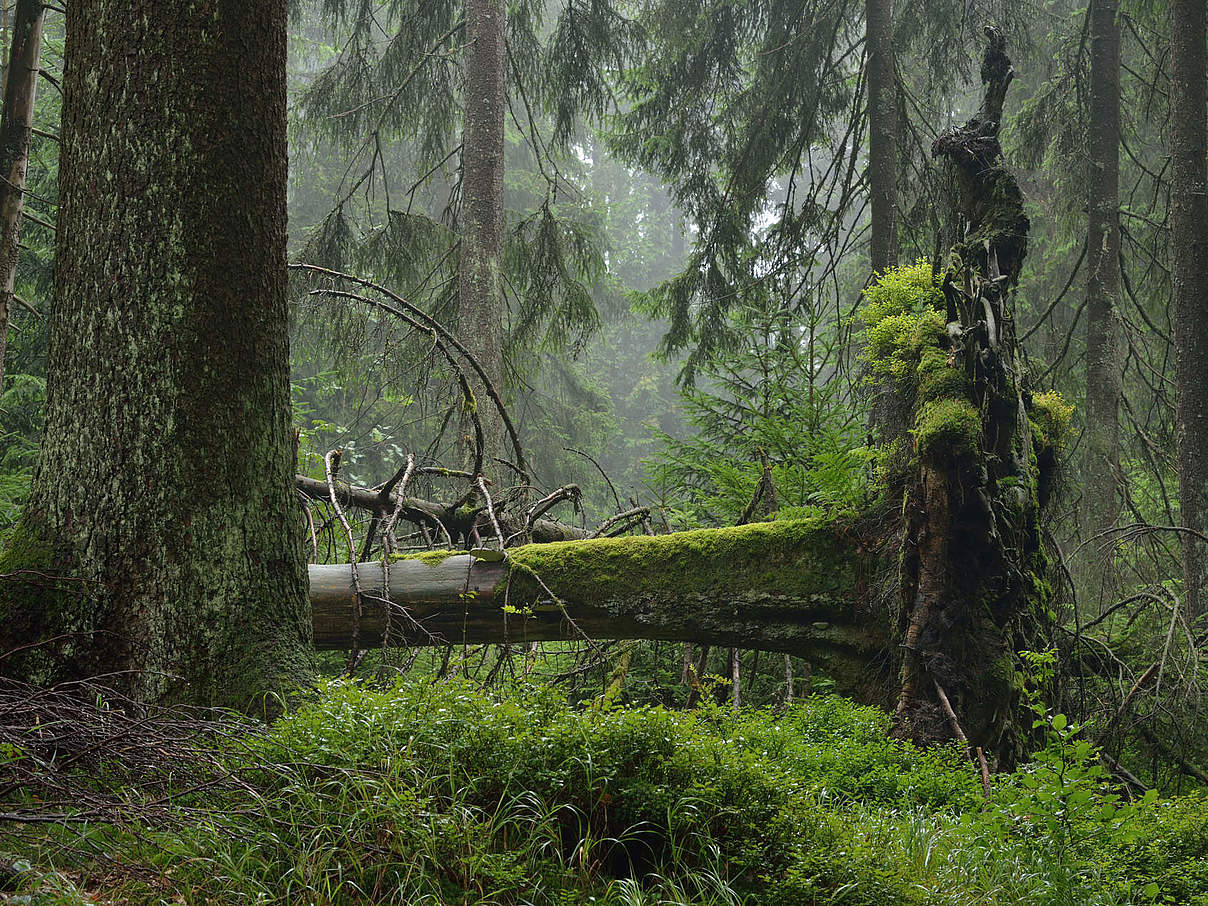 Naturschutzgebiet Thüringer Wald © Thomas Stephan / WWF