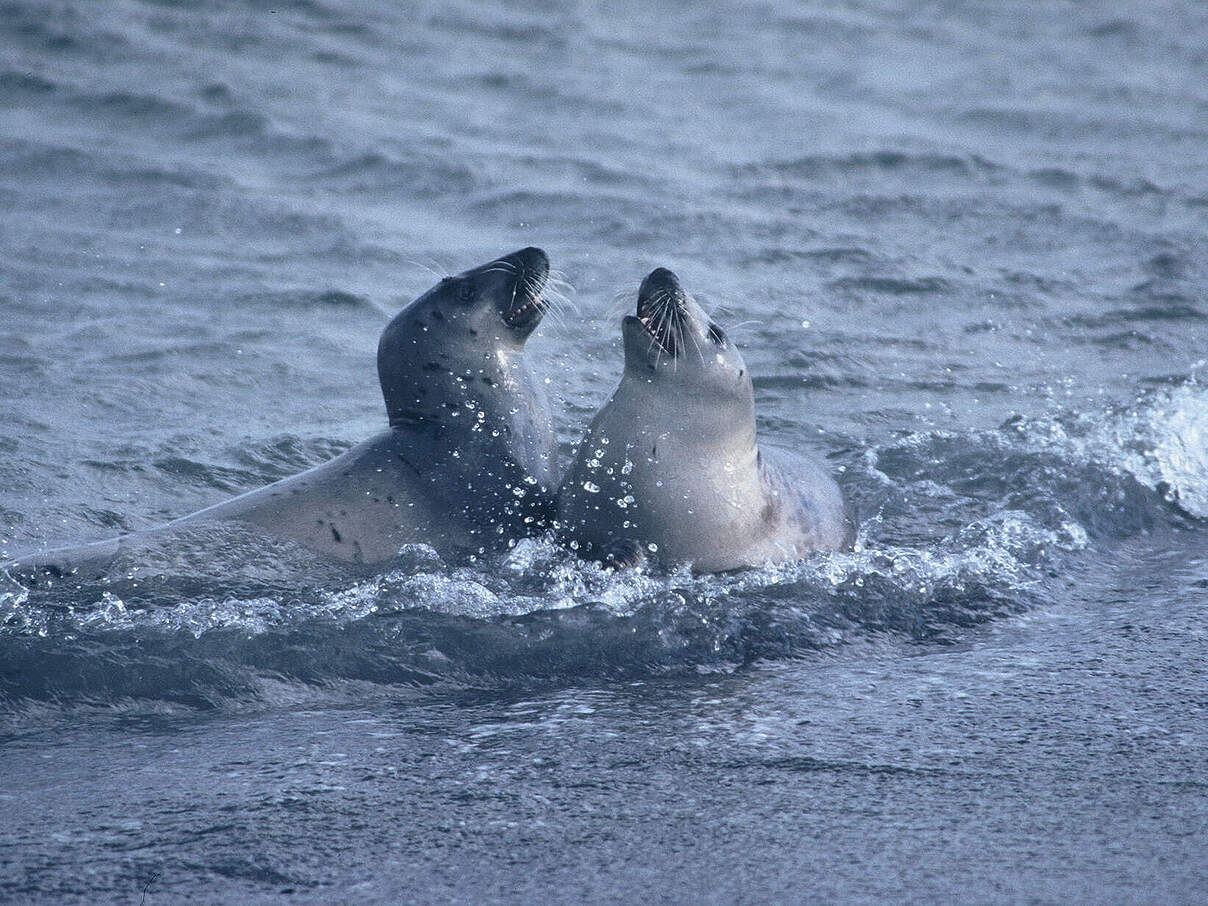 Kegelrobben [Halichoerus grypus] im Wasser