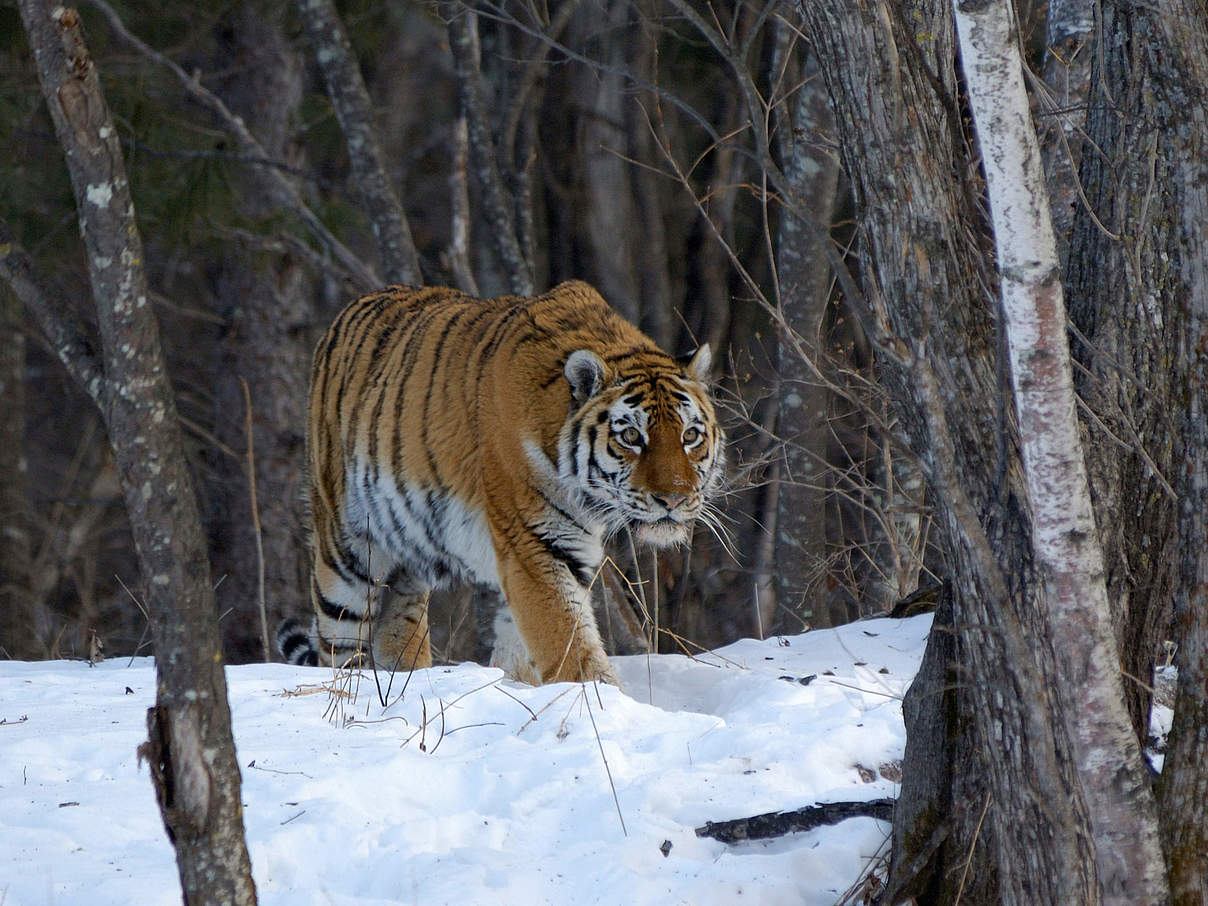 Amur Tiger in den Wäldern von Ost-Russland © Vladimir Medvedev / WWF