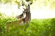 rehe-0010.jpg von 123gif.de Download & Grußkartenversand