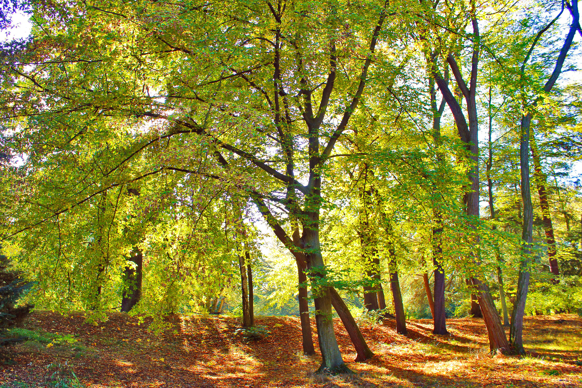 Bild mit Natur, Bäume, Holz, Herbst, Wald, Lichtung, Baum, Panorama, Waldweg, Nadelbaum, Landschaft, Märchenwald, Märchen Wald, Waldblick, Blick in den Wald, Forstwirtschaft, Nadelwald, Forest, Waldbild, Waldbilder, Wald Bild, Wald Bilder, Laubbaum, Tree, Trees, Laubblätter, Laubwald, Park, Hain, Wäldchen, Zauberwald, Herbstblätter