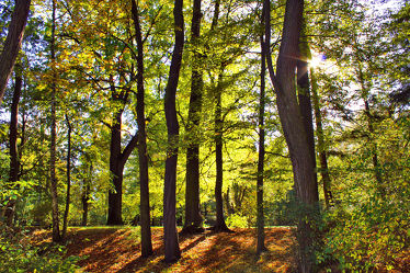 Laubbaum Wald