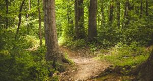 Schnitzeljagd im Wald: Ideen für Spaziergang und Feier