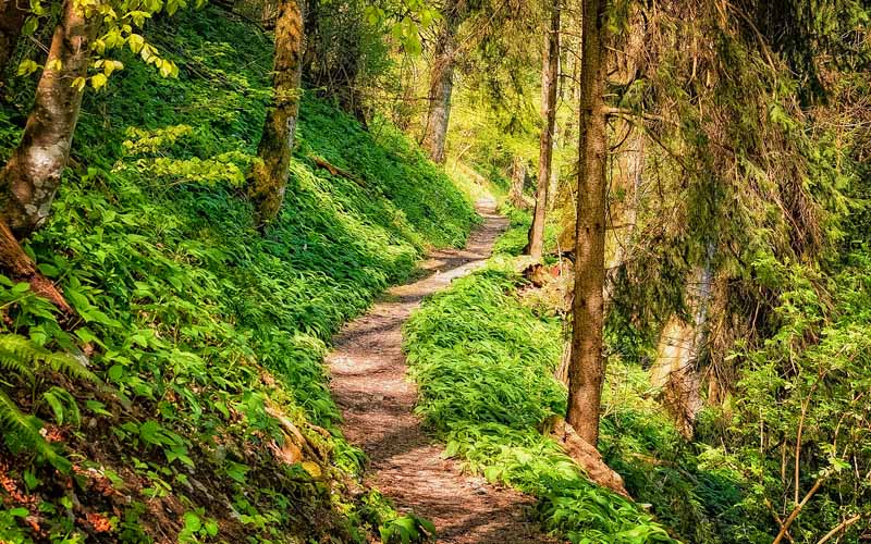 Aktivitäten für Kinder im Wald: Spielen, Basteln, Erleben