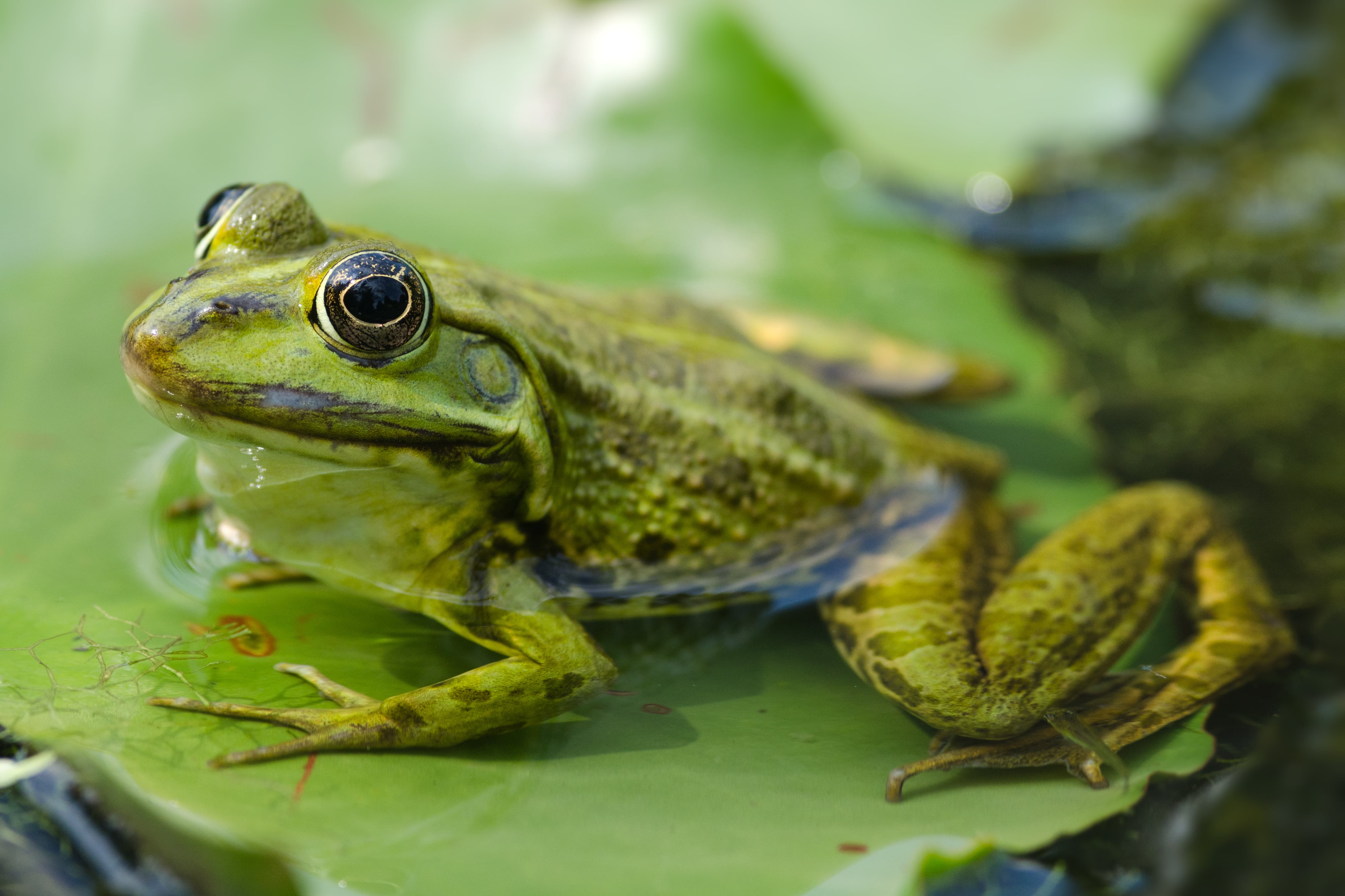 Rana septentrionalis