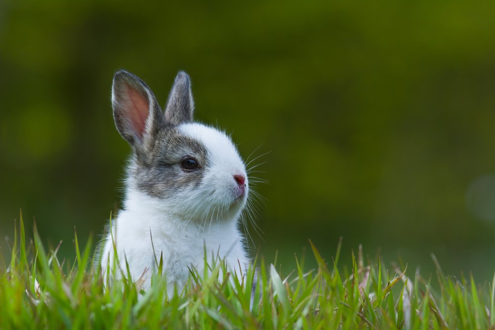 Kaninchen im Gras