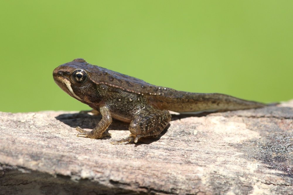 Entwicklung von Kaulquappe in einen Frosch