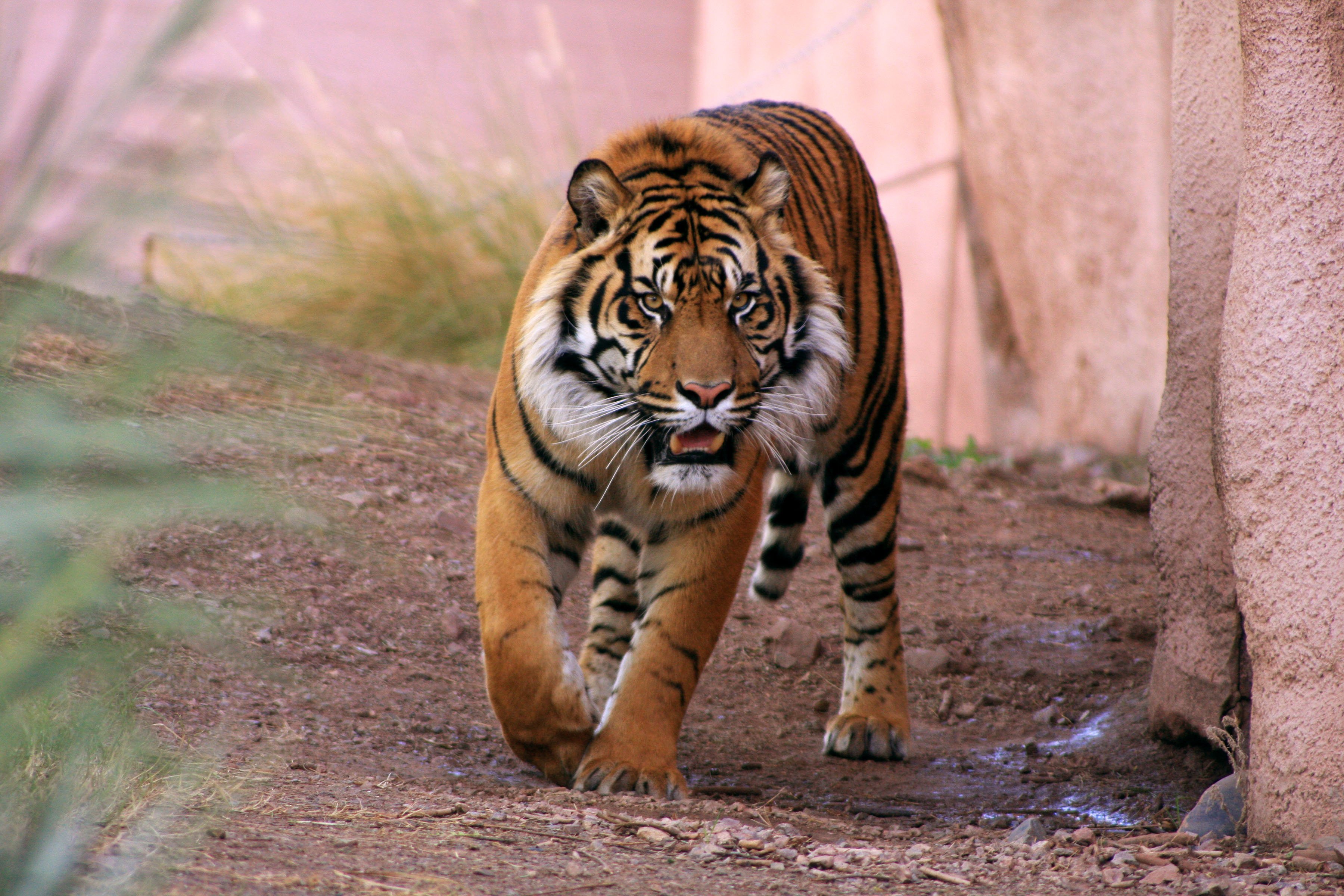 Tiger im Zoo