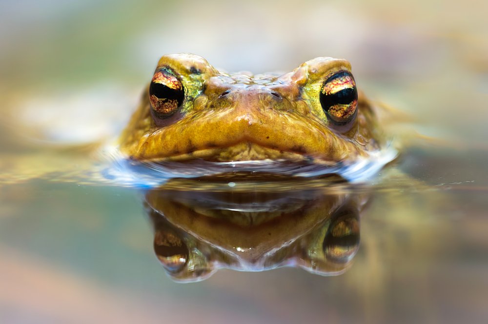 Wasserfrosch im Wasser