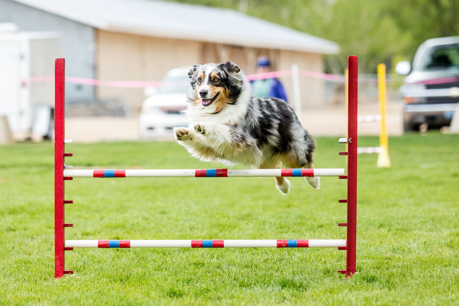 Hundesport Agility