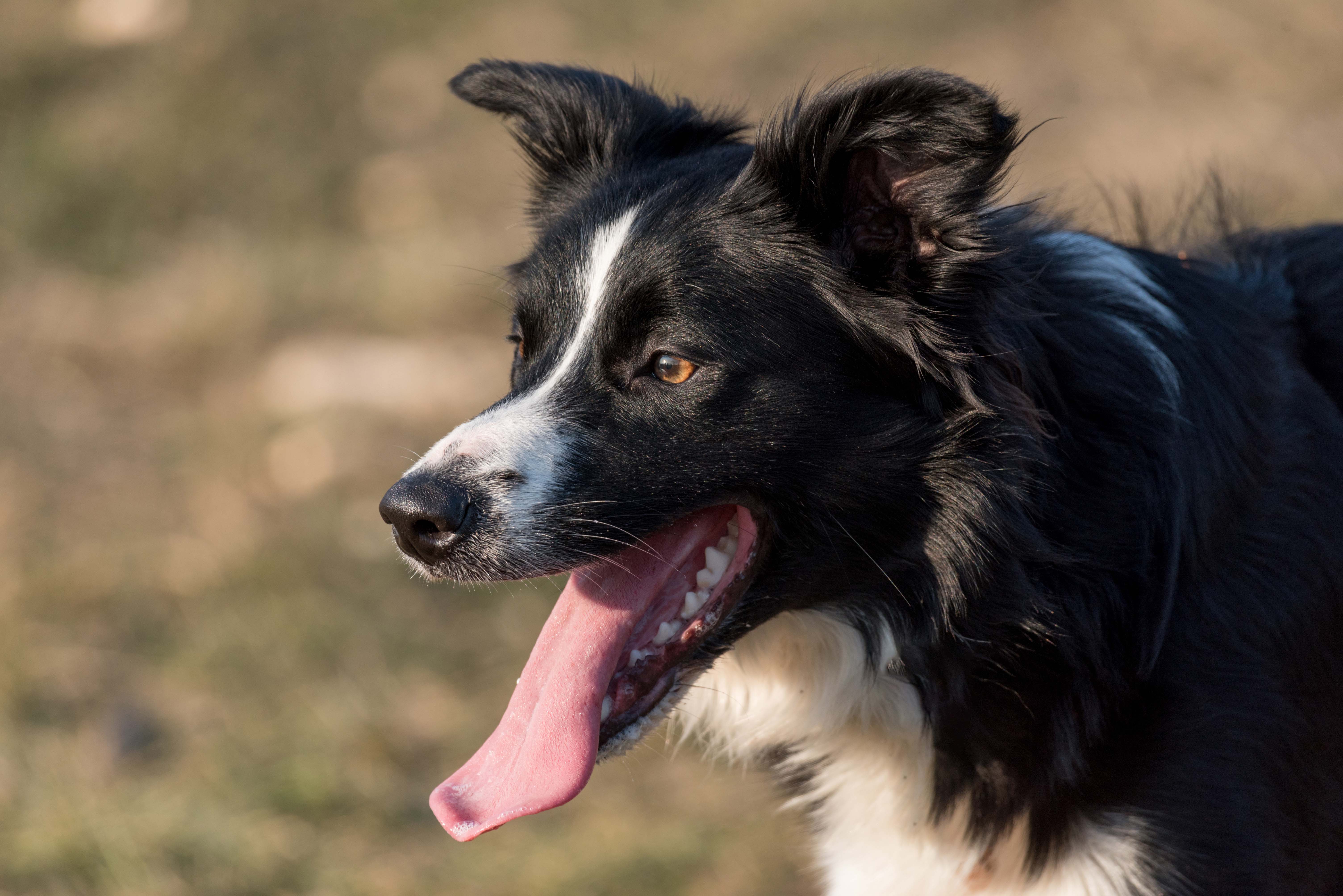 Border Collie Portrait