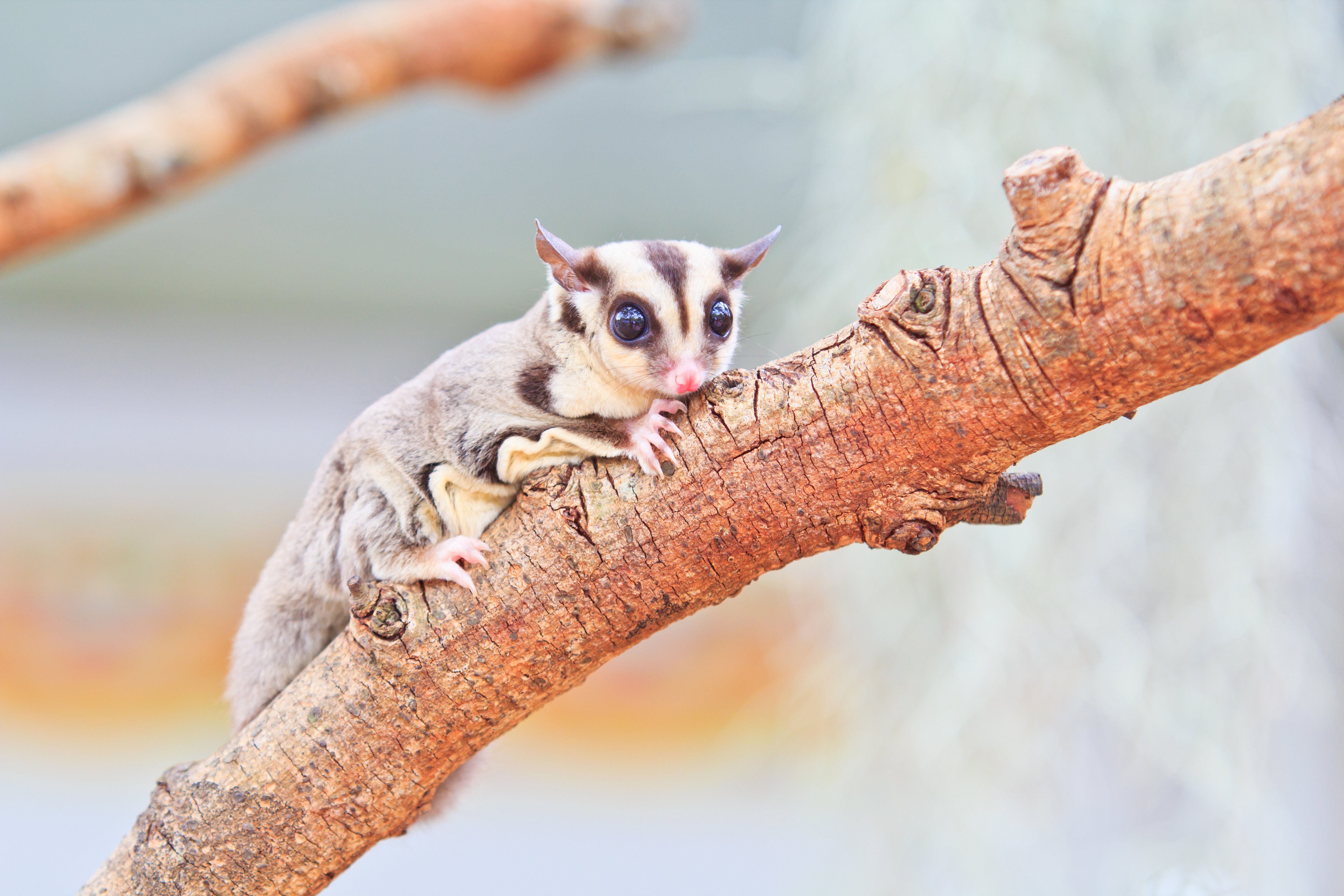 Kurzkopfgleitbeutler: Der Sugar-Glider im Portrait - Kurzkopfgleitbeutler