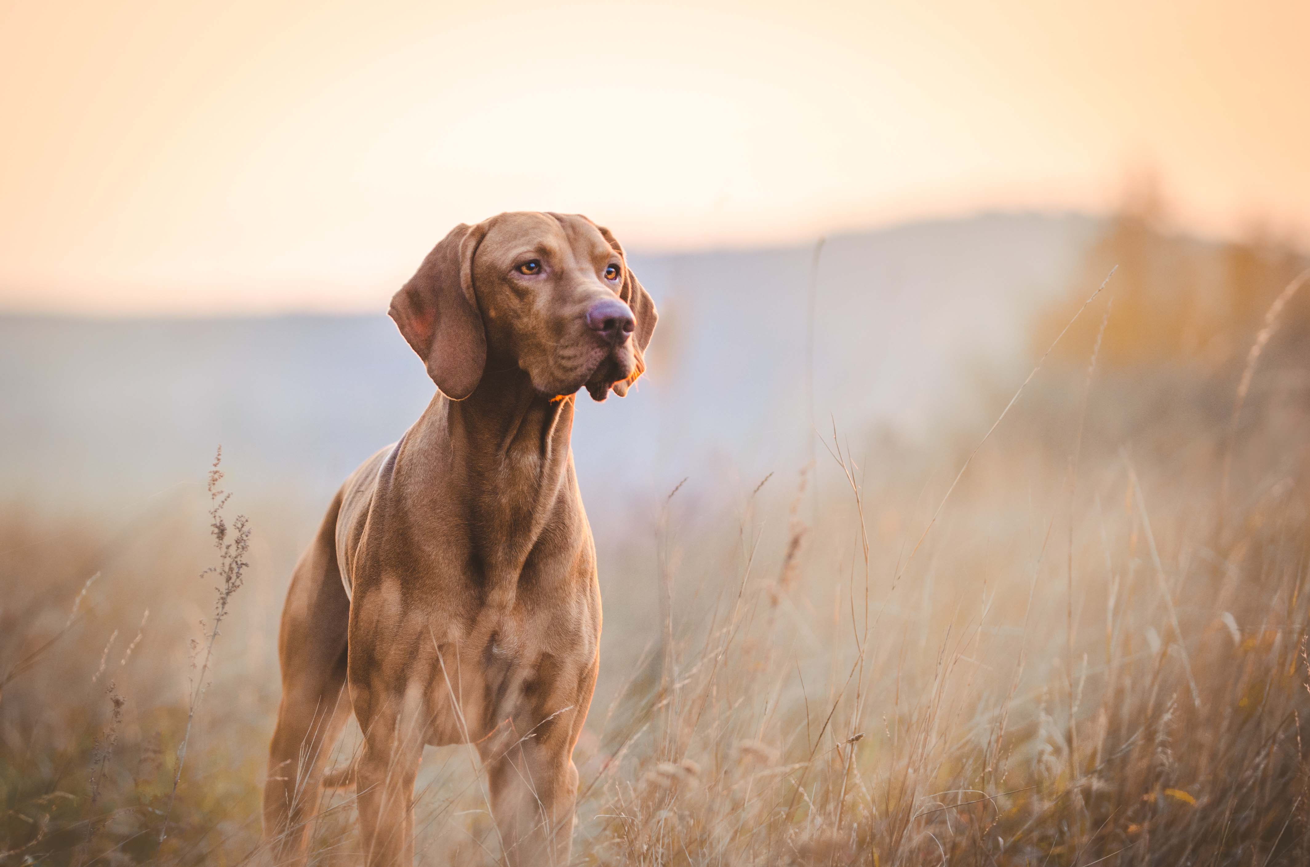 magyar viszla jagdhund