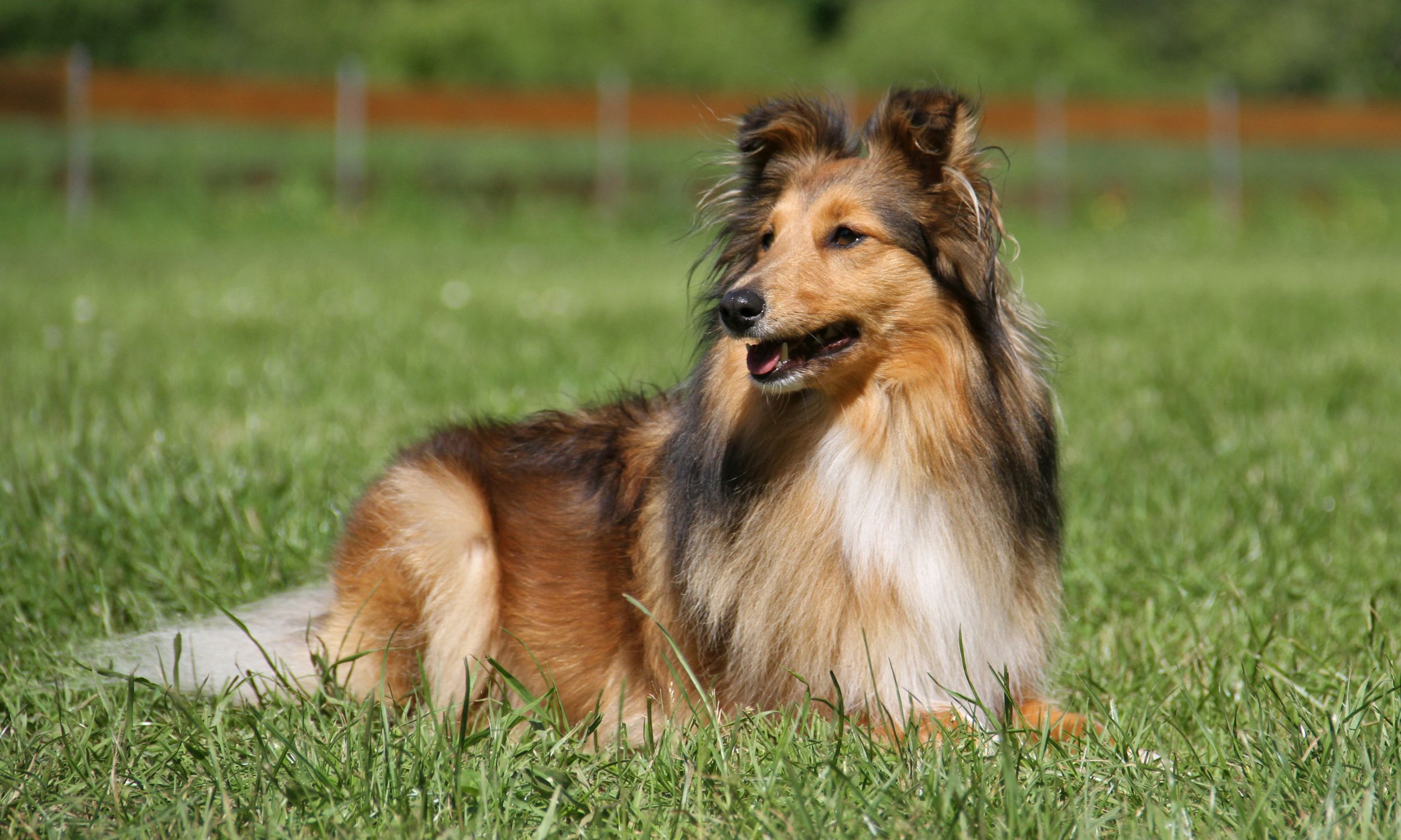 shetland sheepdog