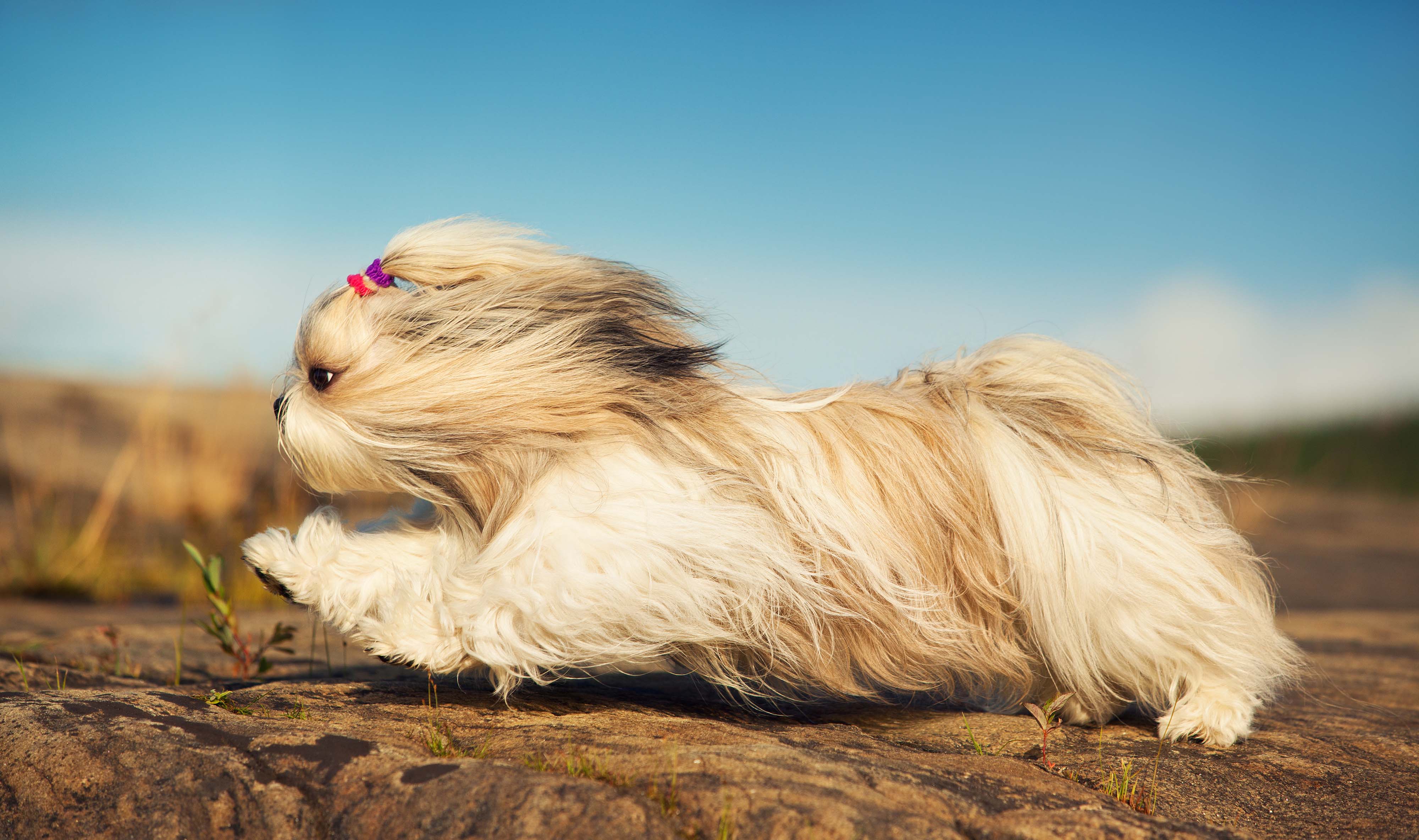 shih tzu hündin rennt auf steinigem boden