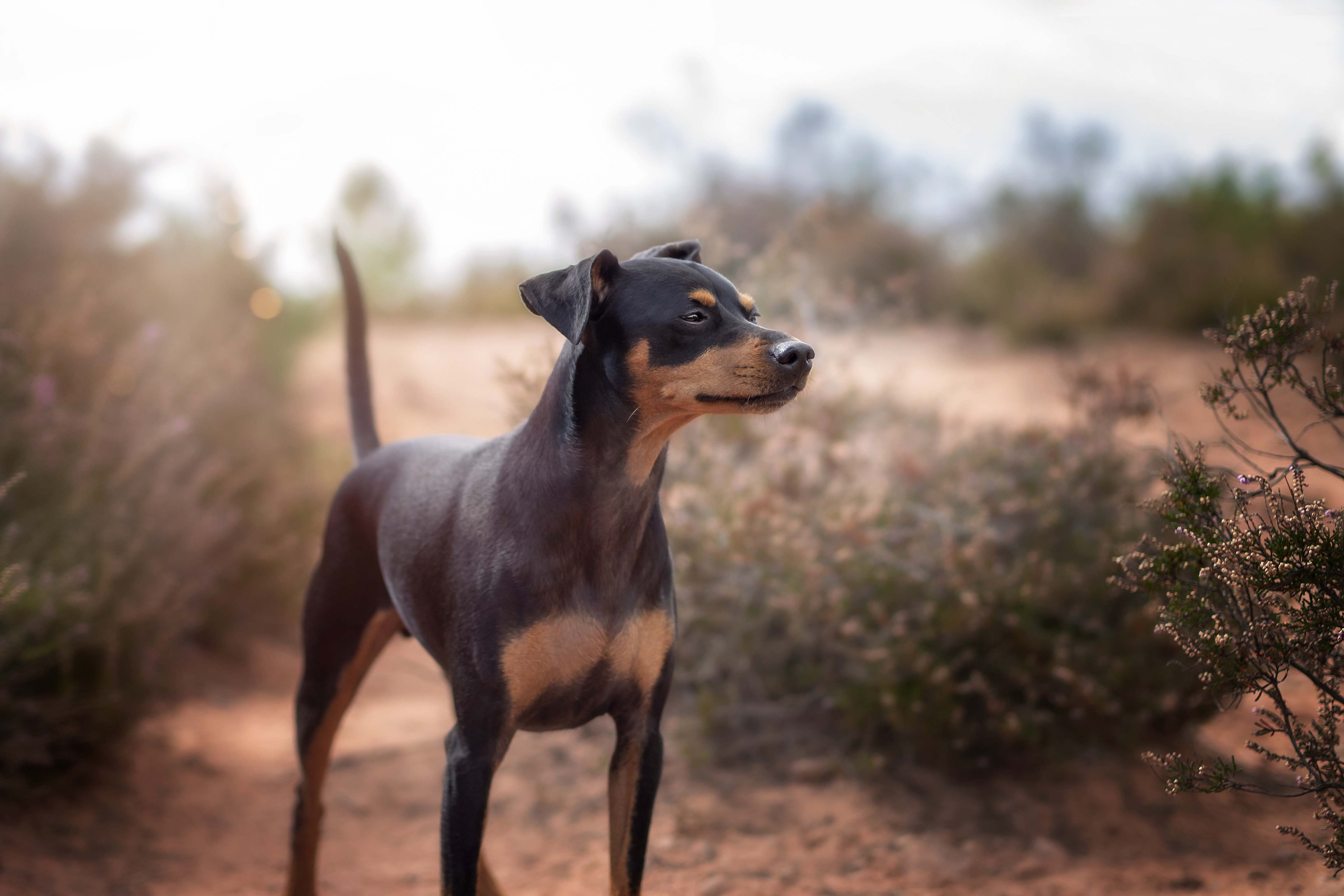 zwergpinscher in heidelandschaft