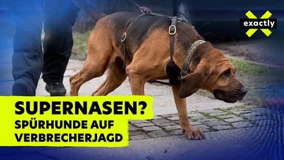 Spürhund beim Suchen