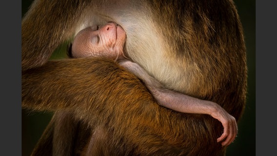 Ein Affenbaby schlafend im Arm der Mutter © Staatliches naturhistorisches Museum Braunschweig Foto: Hikkaduwa Liyanage Prasantha