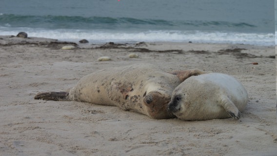 Kegelrobben-Baby am Strand auf Helgoland © NDR Foto: Laura Albus