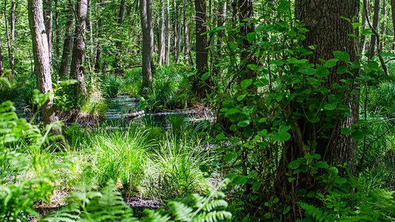 Wilder Wald © Fotolia.com Foto: Menthapip