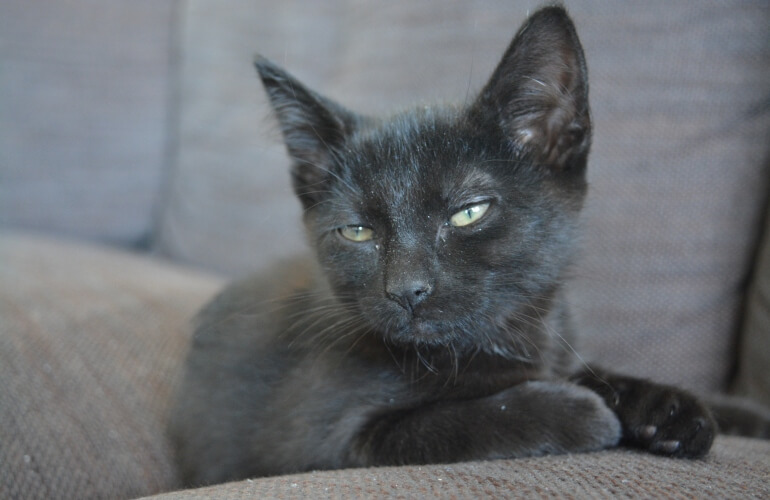 Kitten auf Sofa