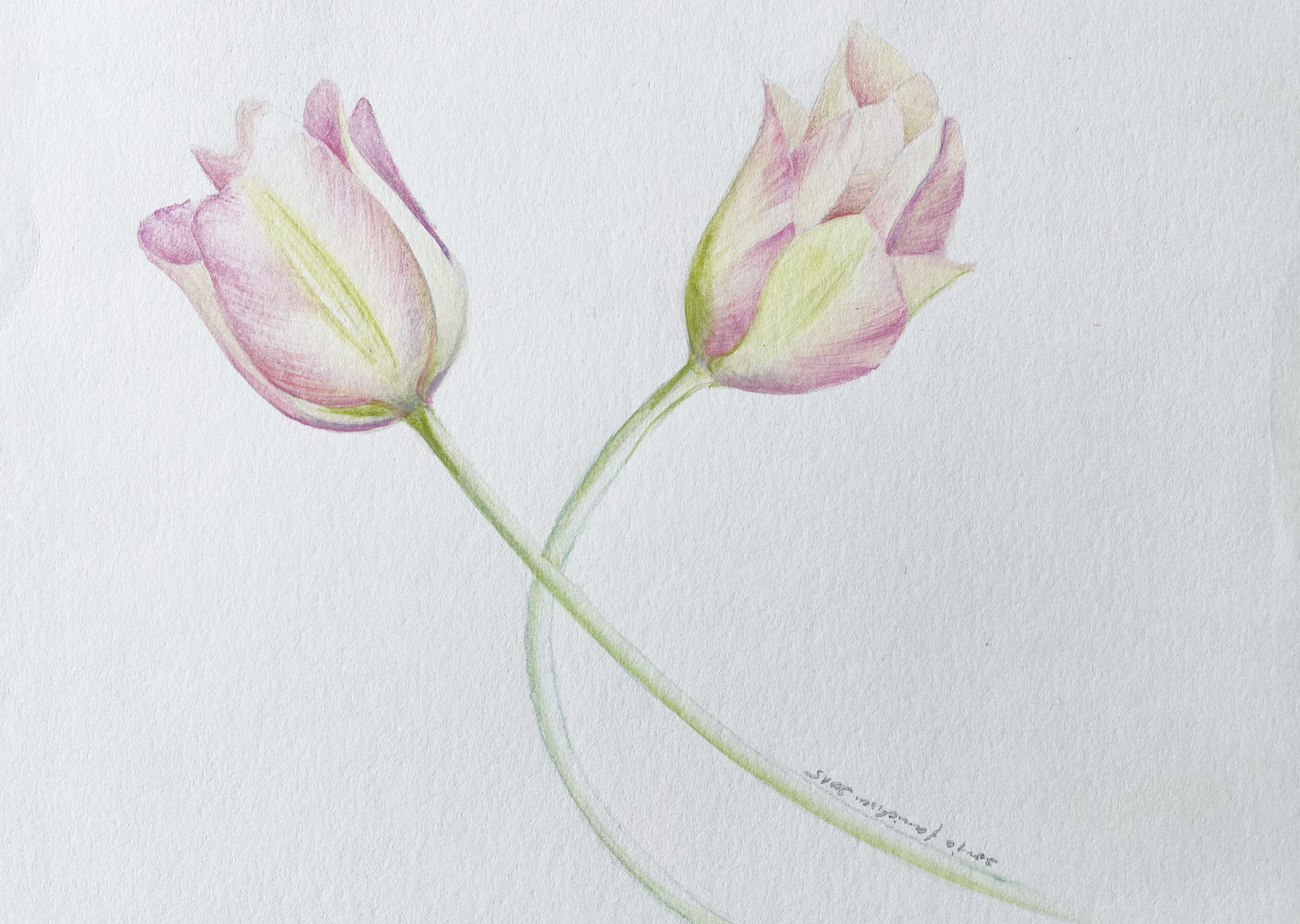 Tulpen Aquarellstift rosa malen