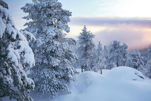 Bäume im Schnee