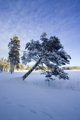 Kiefer im Schnee 