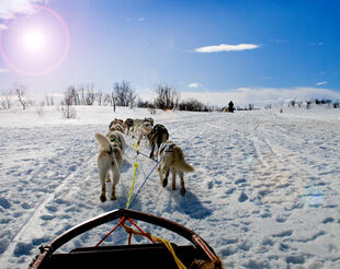 Schlittenhunde