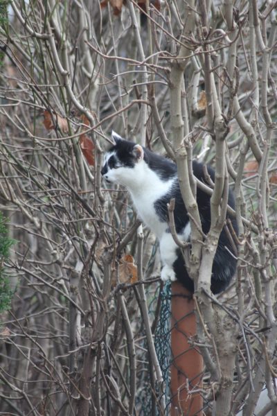 Katze im Garten