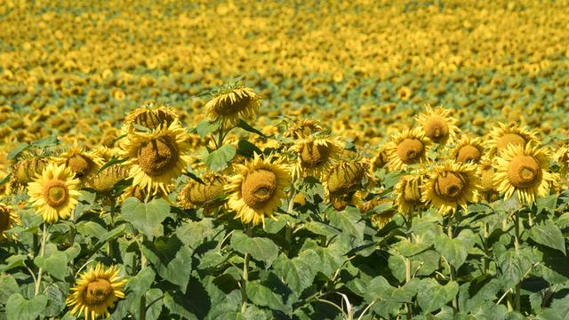 Ein Feld Sonnenblumen im Sonnenlicht.