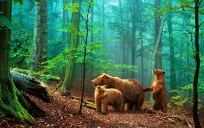 Fototapete Tiere im Wald