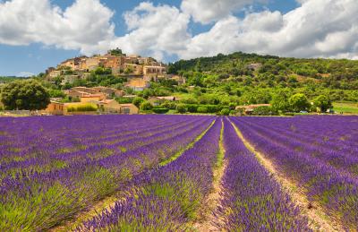 Fototapete Lavendelfeld in der französischen Provence