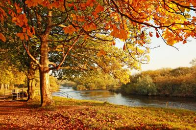 Fototapete Herbstlandschaft im Park