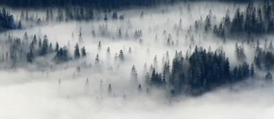 Fototapete Natur und Wald im Nebel