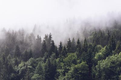 Fototapete Waldäste im Nebel